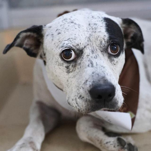 Photo of Madame T. Bone, adoptable dog in San Antonio, Texas