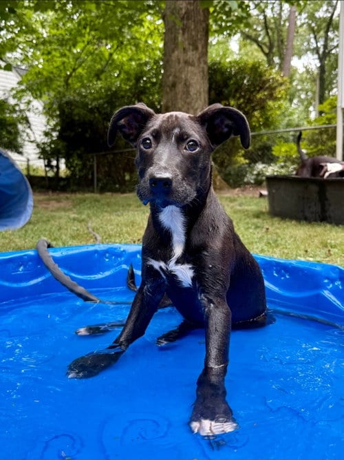 Photo of Xena, adoptable Whippet in Chester, Virginia