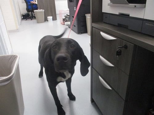 Photo of Daisy, adoptable Labrador Retriever in Ocala, Florida