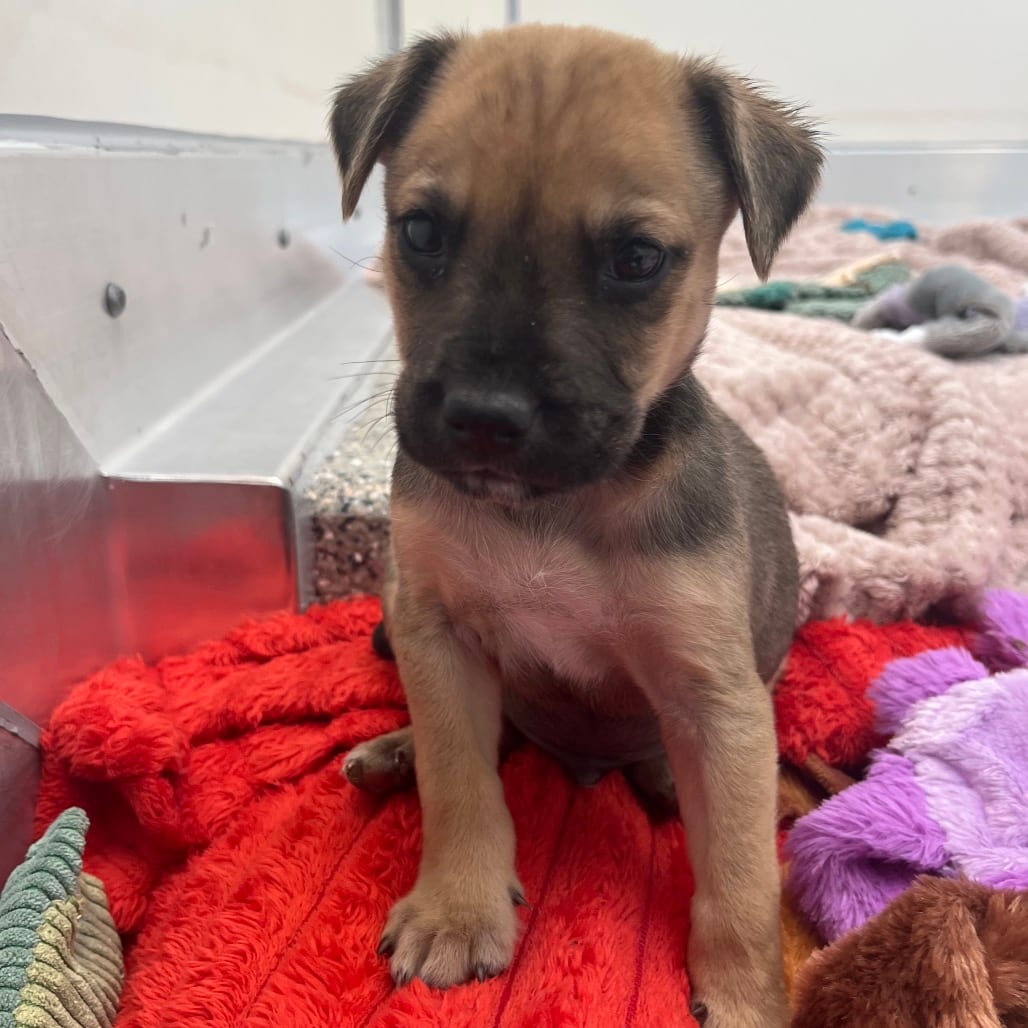 Photo of Brass, adoptable Cattle Dog / Mix in Kanab, Utah