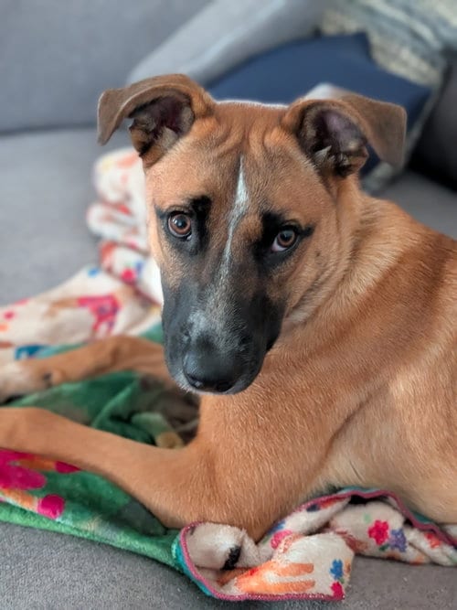 Photo of Kora, adoptable Shepherd in Fenton, Missouri