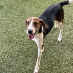 Photo of Copper 4089, adoptable Coonhound in Loxahatchee, Florida