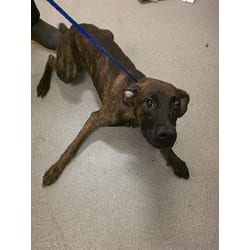 Photo of Cuco, adoptable Terrier (Unknown Type, Medium) in Doral, Florida