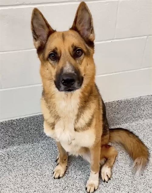 Photo of Kobe, adoptable German Shepherd Dog in Houston, Texas