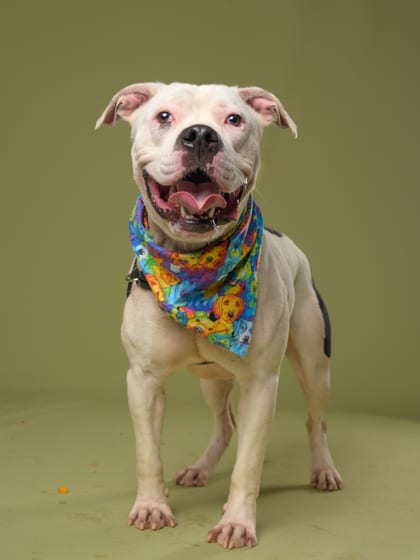Photo of Bruno, adoptable dog in Atlanta, Georgia