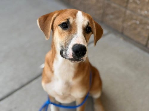 Photo of Holly, adoptable Labrador Retriever in Tulsa, Oklahoma