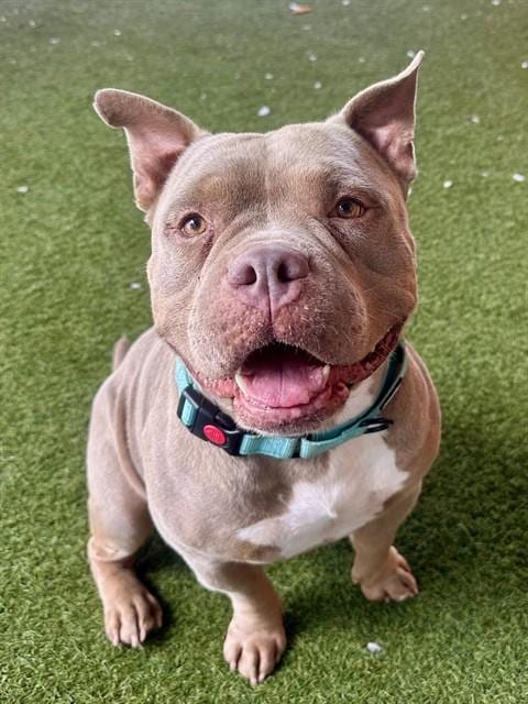 Photo of Zeus, adoptable American Bulldog in Miami, Florida