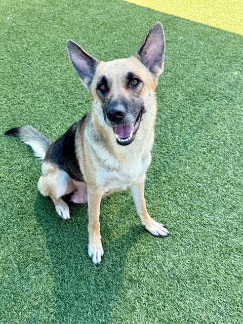 Photo of Poppy, adoptable German Shepherd Dog in Dallas, Texas