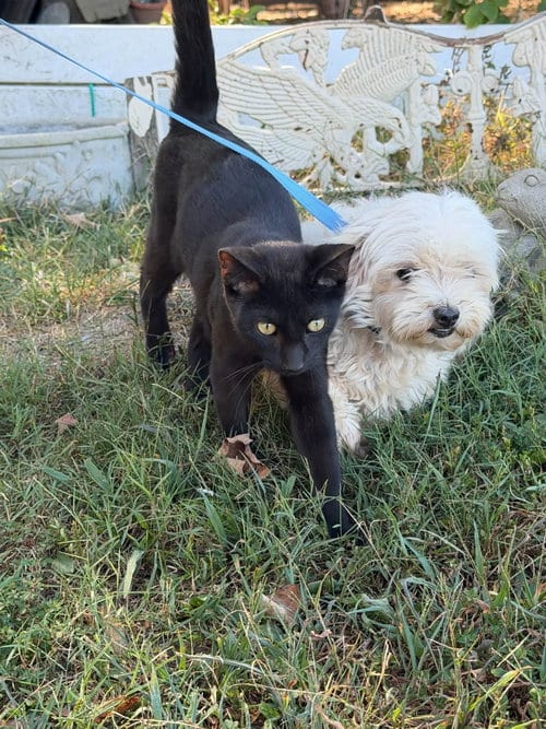 Photo of Ambrosa, adoptable Maltese in HOPKINSVILLE/PRINCETON, KY, New Hampshire