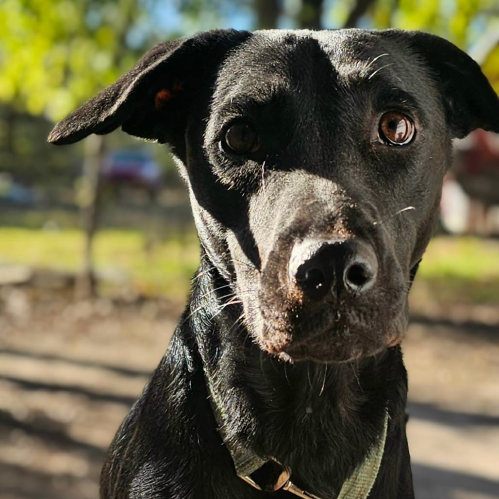 Photo of Dolly, adoptable Cattle Dog, Australian (Blue Heeler) / Mix in Dallas, Texas