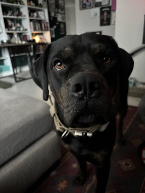 Photo of Tank #10, adoptable Rottweiler in Chandler, Arizona
