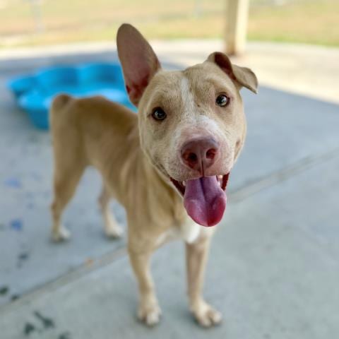 Photo of Ernie, adoptable Pit Bull Terrier in Conroe, Texas
