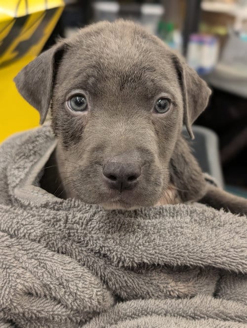Photo of Kit Kat Candy Litter (Trixie mom), adoptable Terrier in Holly Springs, North Carolina