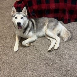 Photo of Talley JuM, adoptable Husky Mixed Breed (Medium) in Hartford, Connecticut