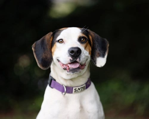 Photo of Farrah, adoptable Beagle in Decatur, Georgia