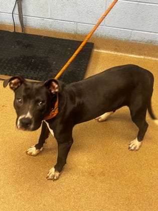 Photo of MSTJ McCluster, adoptable dog in Chamblee, Georgia