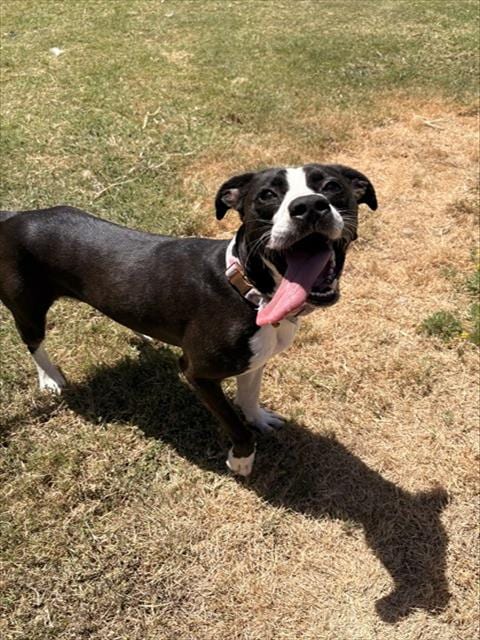 Photo of Whitney, adoptable Pit Bull Terrier in Killeen, Texas