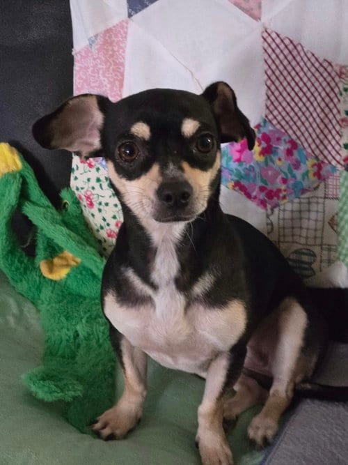 Photo of Gabby, adoptable Chihuahua in Lakemont, Georgia