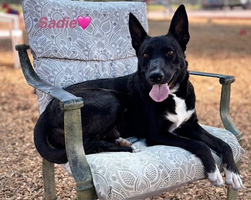 Photo of Sadie, adoptable German Shepherd Dog in Albuquerque, New Mexico