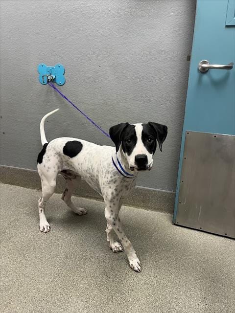 Photo of Bronx, adoptable Pit Bull Terrier in Las Vegas, Nevada