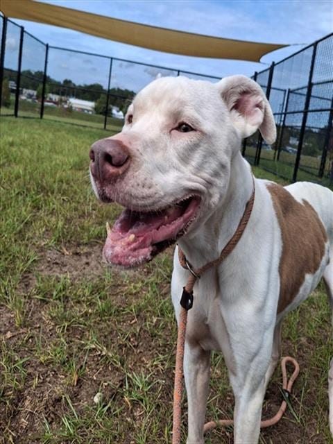Photo of Peaches, adoptable American Staffordshire Terrier in Ocala, Florida