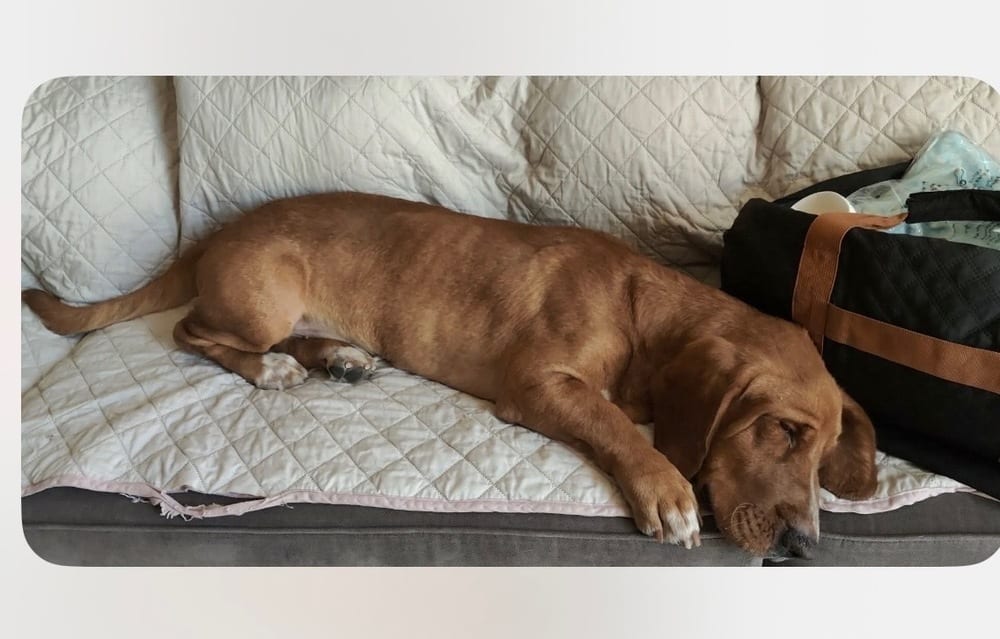 Photo of Apollo, adoptable Basset Hound in Dana Point, California