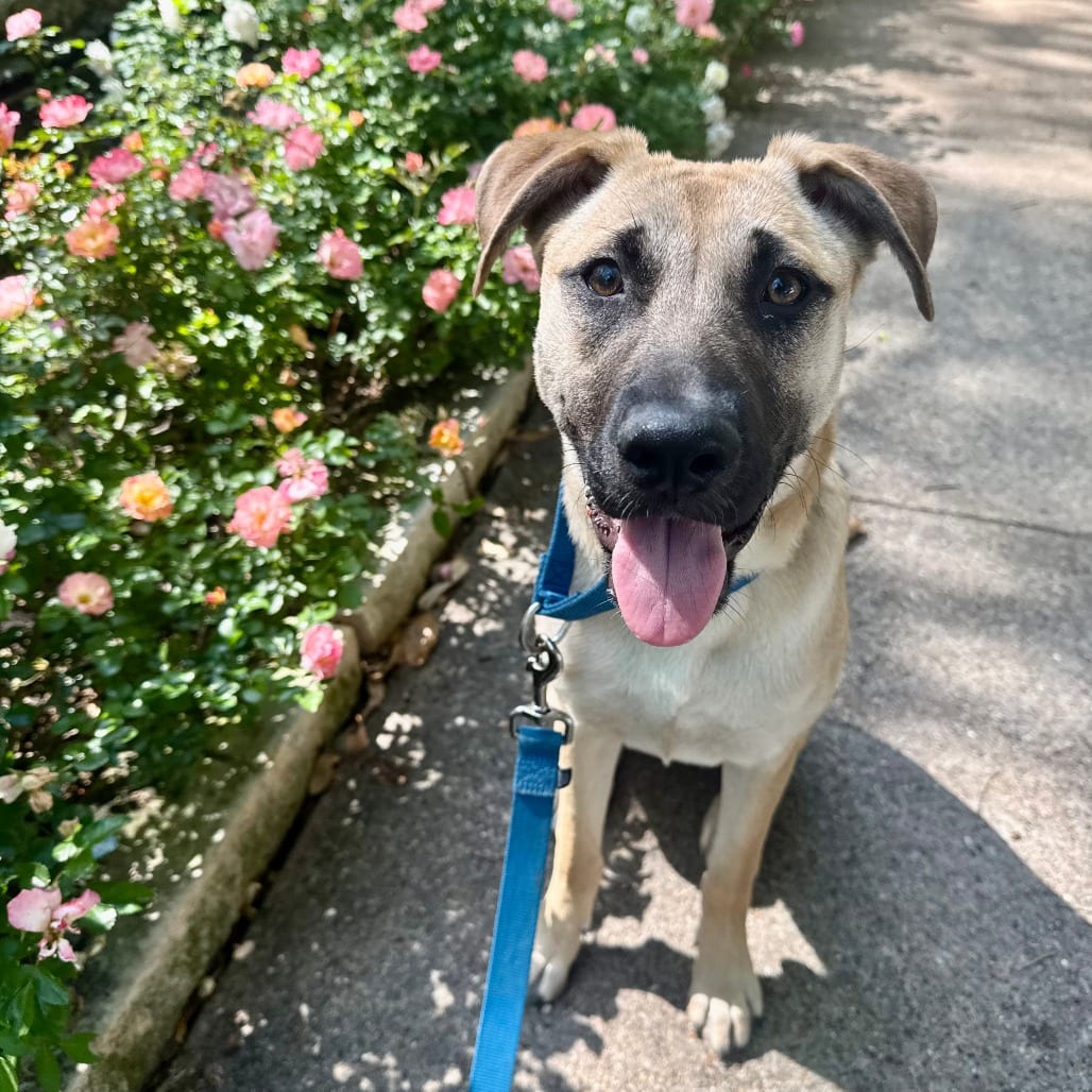 Photo of Coral, adoptable Shepherd, German / Black Mouth Cur in Dallas, Texas