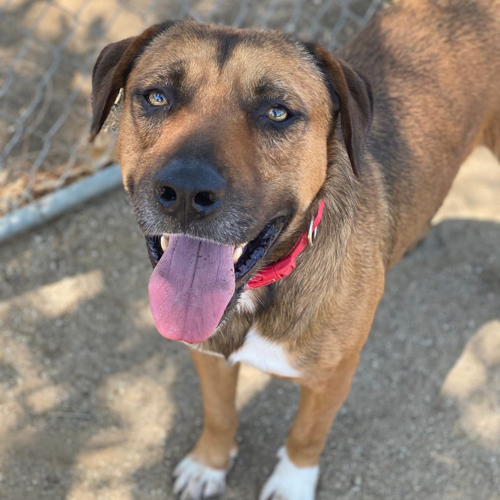 Photo of Brody, adoptable Mastiff / Mixed Breed (Large) in Riverside, California