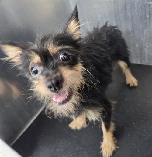 Photo of Elvido, adoptable Poodle (Miniature) in San Antonio, Texas