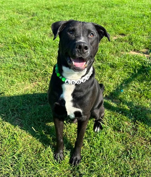 Photo of Todd, adoptable Labrador Retriever in Evansville, Indiana