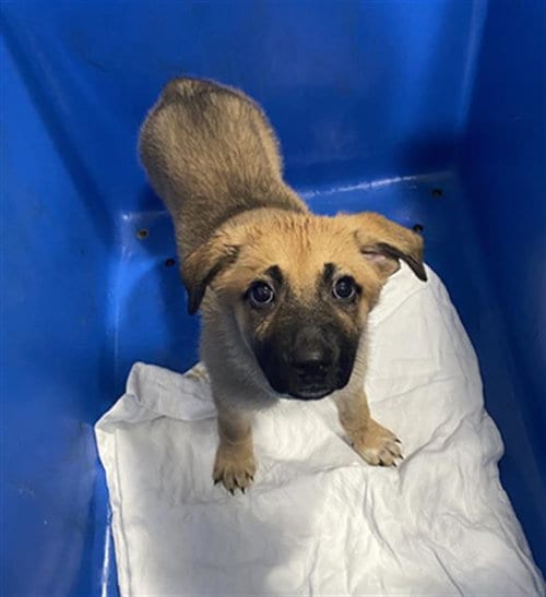 Photo of Poppy, adoptable German Shepherd Dog in Dallas, Texas