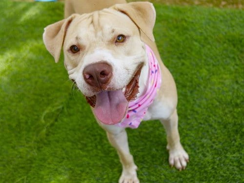 Photo of Hawks, adoptable American Bulldog in Tallahassee, Florida
