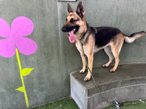 Photo of Porscha, adoptable German Shepherd Dog in Van Nuys, California