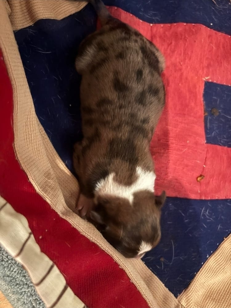 Photo of Big Bend - ABR Return, adoptable Boxer in Austin, Texas