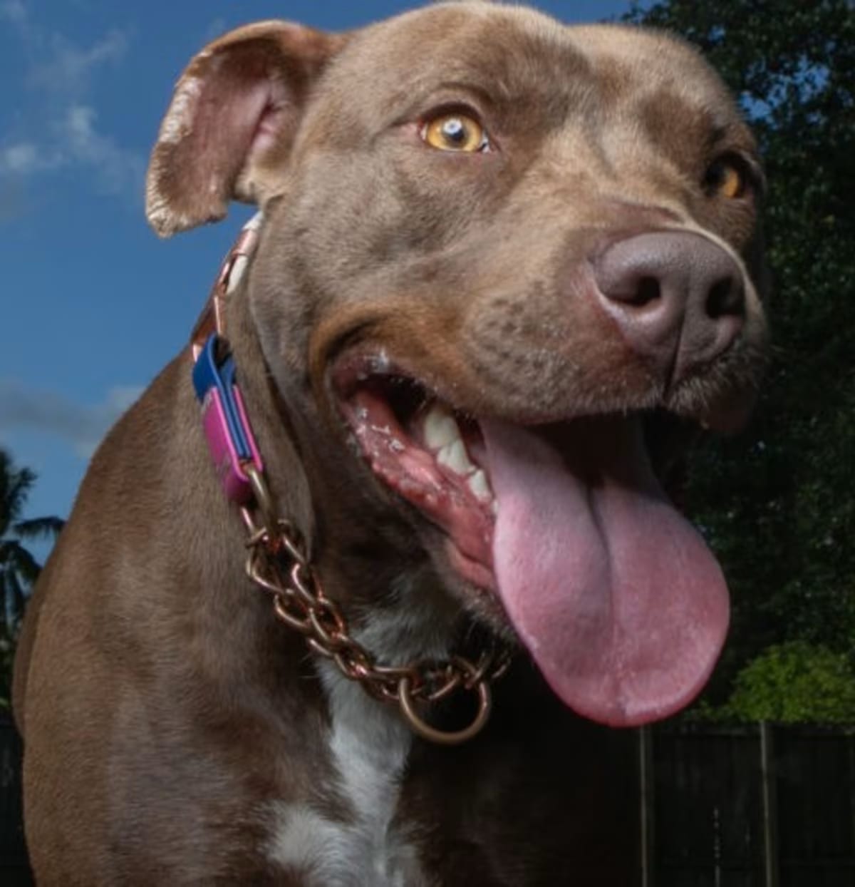 Photo of Patty, adoptable American Staffordshire Terrier in Pompano beach, Florida