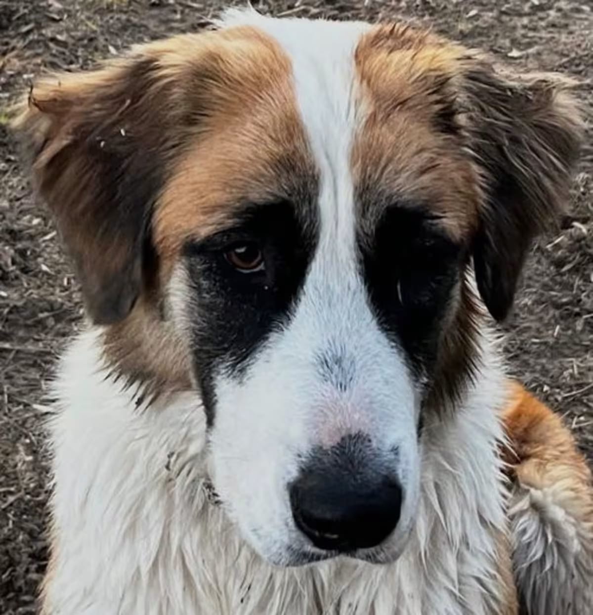Photo of Rosie, adoptable St. Bernard in Winter Park, Colorado
