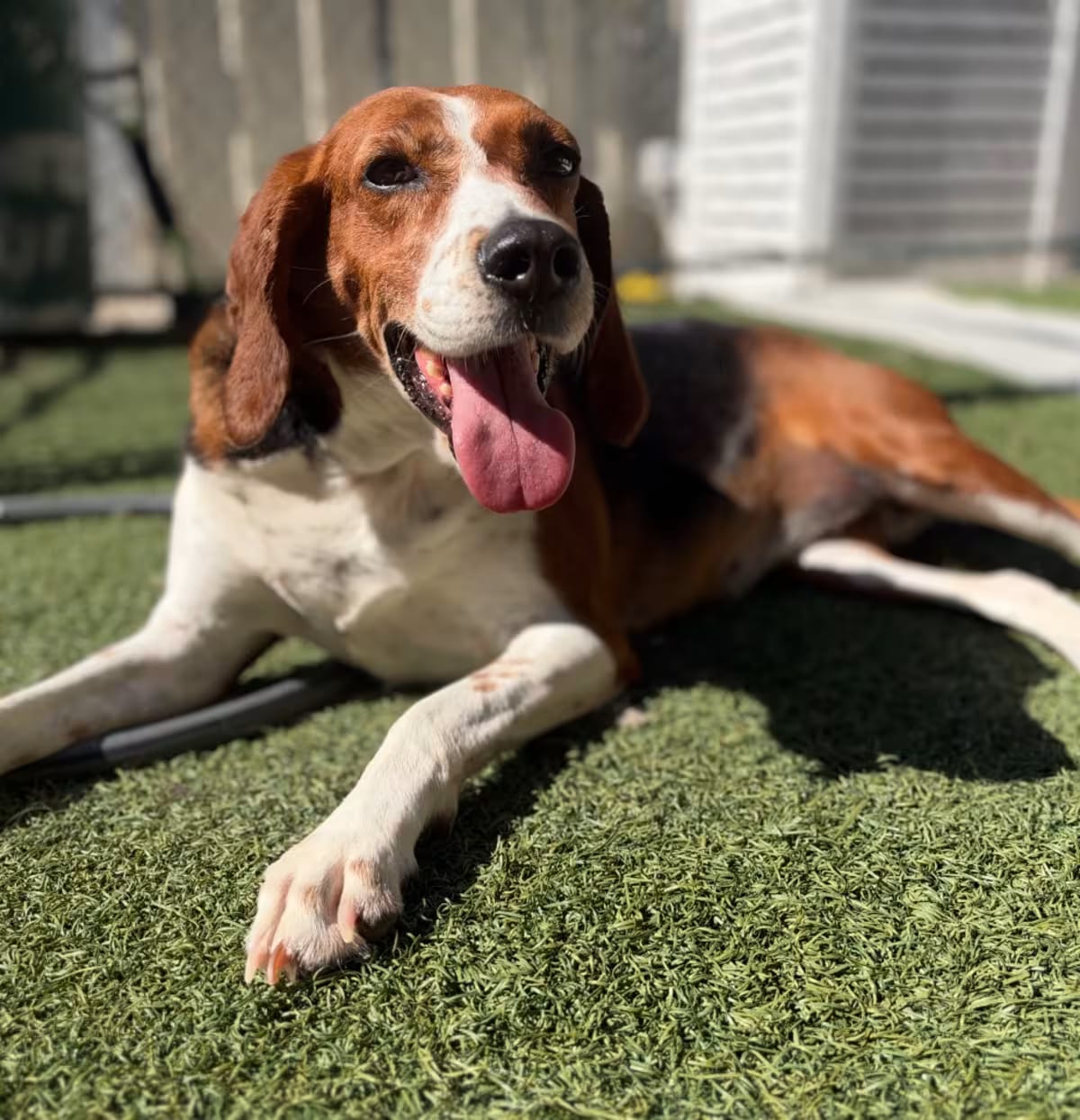 Photo of Daffney, adoptable Treeing Walker Coonhound/Foxhound in Jacksonville, North Carolina
