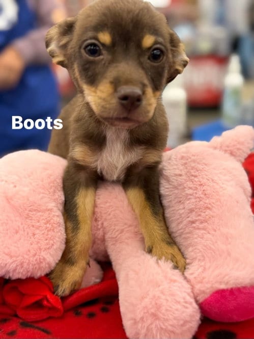 Photo of Boots, adoptable Chihuahua in Turlock, California