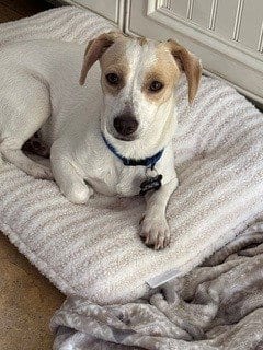 Photo of Oliver, adoptable Chihuahua in Sacramento, California