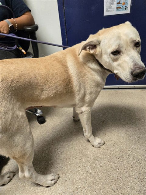 Photo of Lulu, adoptable Labrador Retriever in Bakersfield, California