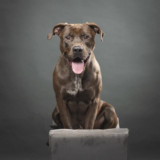 Photo of T-Bo, adoptable Mixed Breed