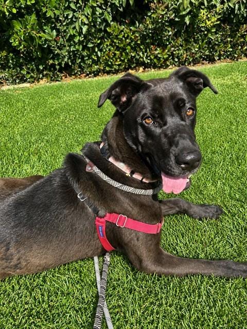 Photo of Nova, adoptable Cane Corso Mastiff in Lompoc, California