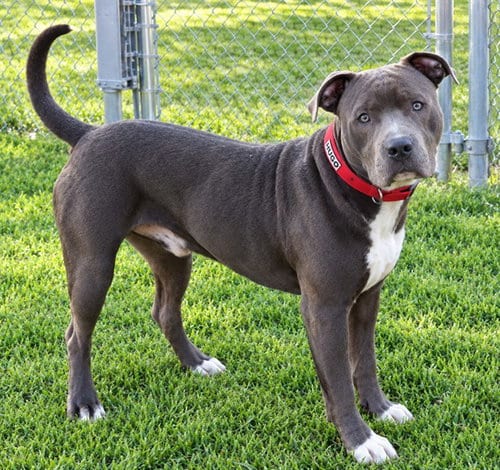 Photo of Hugo, adoptable Staffordshire Bull Terrier in Oklahoma City, Oklahoma