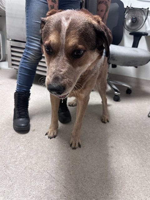 Photo of Cheeto, adoptable Queensland Heeler in Bakersfield, California