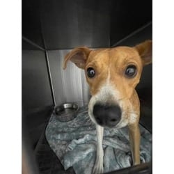 Photo of Charlie, adoptable Terrier (Unknown Type, Medium) in Baton Rouge, Louisiana