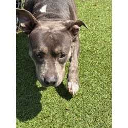 Photo of Layla, adoptable American Pit Bull Terrier in Baton Rouge, Louisiana