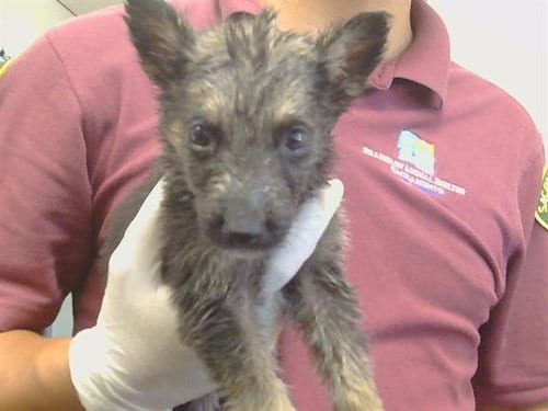 Photo of Nitiri, adoptable German Shepherd Dog in Sacramento, California