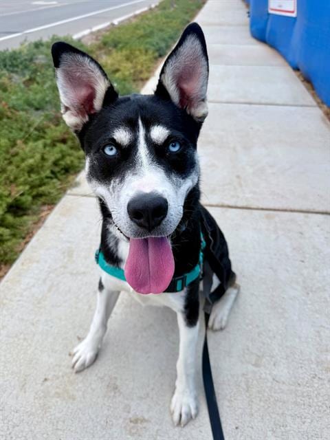 Photo of Naruto, adoptable Siberian Husky in Chula Vista, California