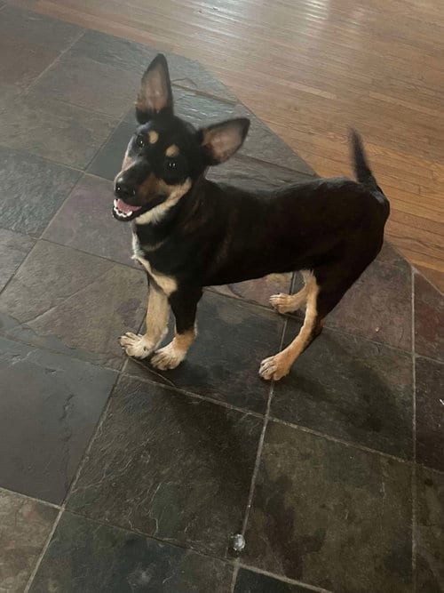 Photo of Trixie, adoptable Unknown breed (short coat) in Westwood, New Jersey