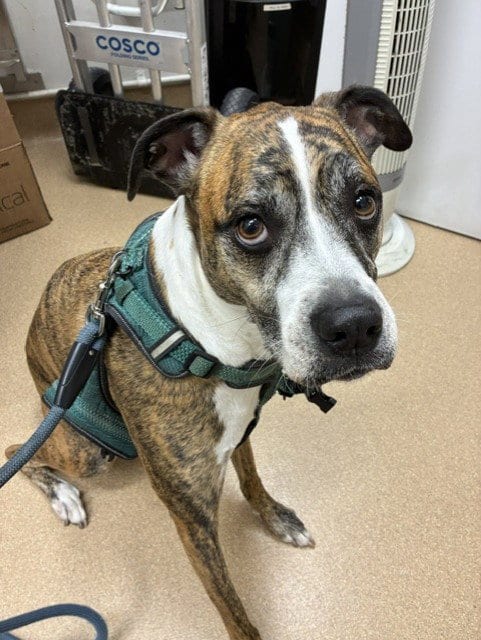 Photo of Nala, adoptable Boxer in San Clemente, California